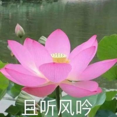 贵州毕节：守护“天然氧吧”